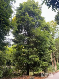 20公分金丝楠木