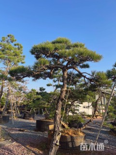 高度210厘米黑松