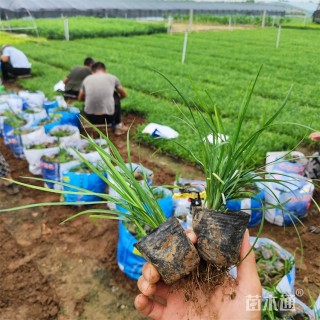 高度40厘米沿阶草