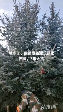 高度500厘米青海云杉