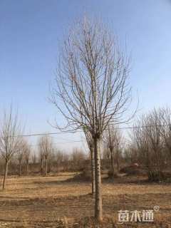 15公分金叶白蜡