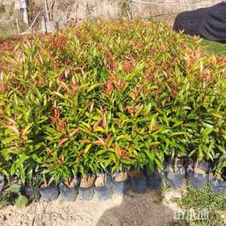 高度30厘米红车