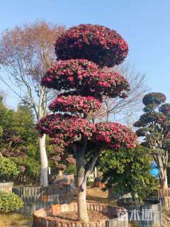 高度175厘米茶梅