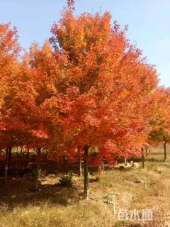 5公分美国红枫-红点