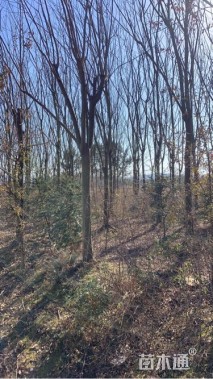 15公分黄山栾树