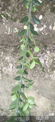 高度180厘米北海道黄杨