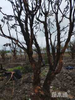 高度5厘米高山杜鹃