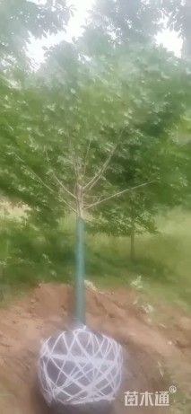 15公分二乔玉兰