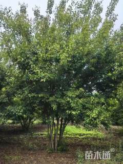 高度600厘米丛生茶条槭