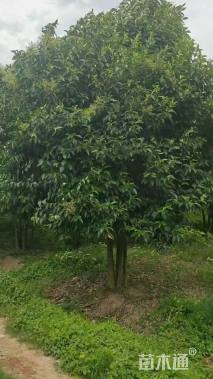 高度500厘米丛生大叶女贞