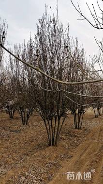 高度500厘米丛生紫叶李