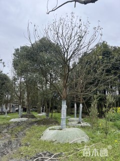 24公分小叶香樟