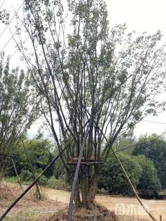 高度750厘米丛生元宝枫