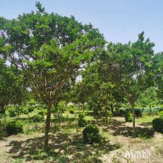 高度400厘米红花紫薇