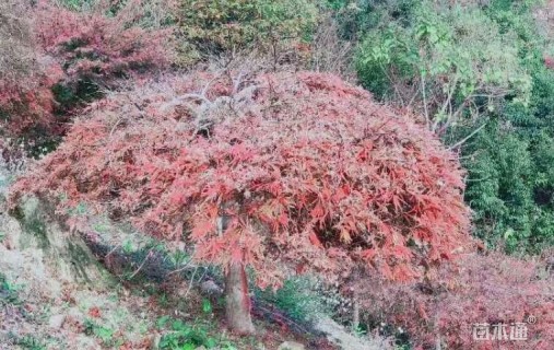 高度150厘米羽毛枫