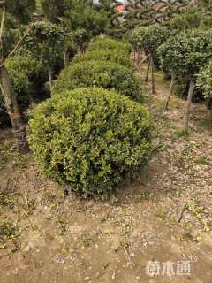 冠幅100厘米小叶黄杨球
