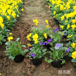 高度16厘米角堇