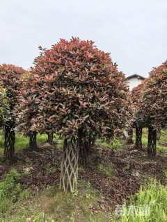4公分造型红叶石楠