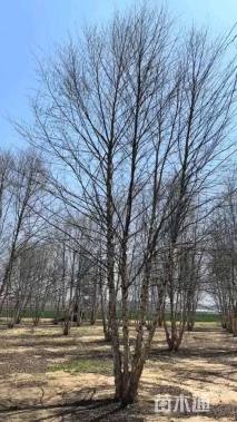 高度1000厘米丛生河桦