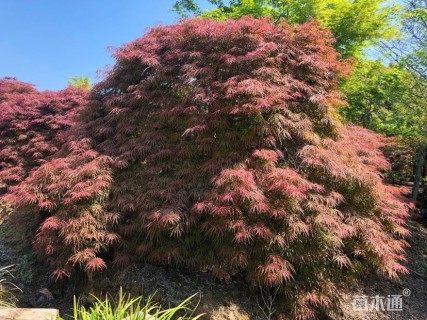 高度100厘米羽毛枫