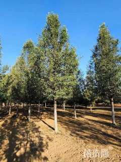 20公分彩叶豆梨