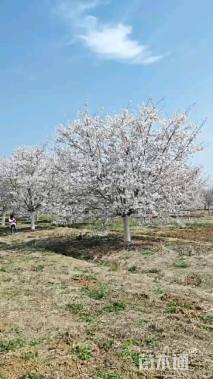 18公分染井吉野樱