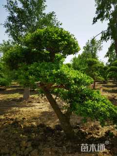 14公分造型卫矛