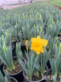 30厘米喇叭水仙