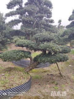 20公分造型罗汉松