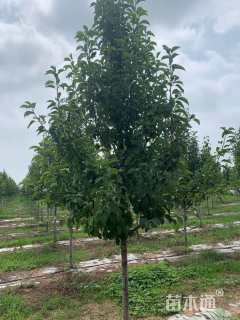 15公分彩叶豆梨