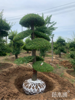 10公分造型对节白蜡