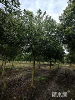 14公分大叶女贞