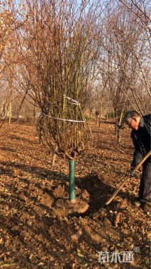 10公分菊花碧桃