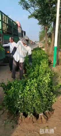 高度60厘米大叶黄杨