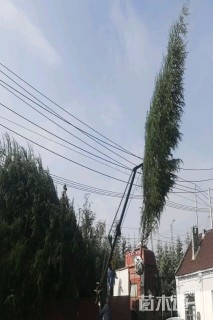 高度800厘米雪松