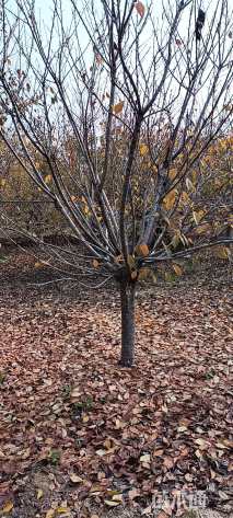 15公分日本晚樱