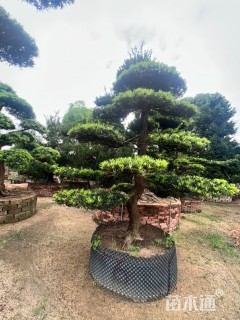 容器苗造型罗汉松