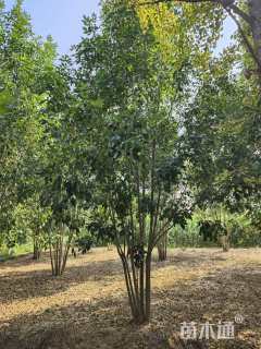 高度1000厘米丛生白蜡