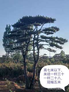 高度650厘米古松