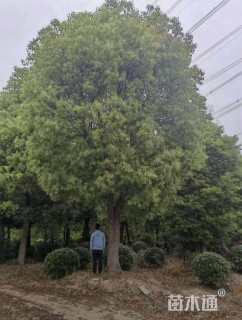 35公分香樟