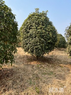 14公分小叶金桂