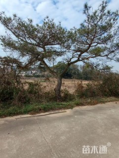 高度400厘米黑松