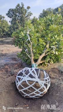 12公分(3杆)丛生香泡