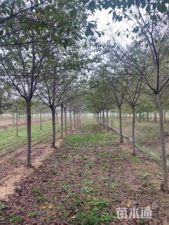 16公分染井吉野樱