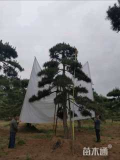 高度300厘米古松