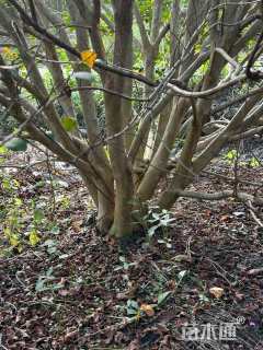 高度400厘米丛生紫薇