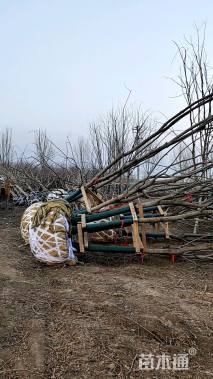 50公分(4杆)丛生朴树