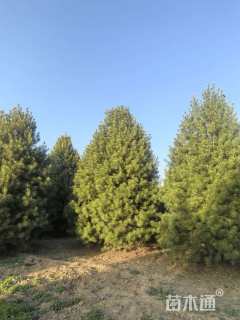 高度800厘米白皮松