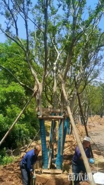 8公分(5杆)丛生朴树