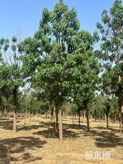 20公分楸树